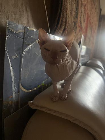 сиамскую кошку: Кошка даром: Сфинкс, 3 года, Мальчик, Приучена к лотку — 2