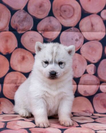 prsluk za pse prodaja: Štenci Sibirskog Haskija slobodni za rezervaciju, jedan mužjak i jedna