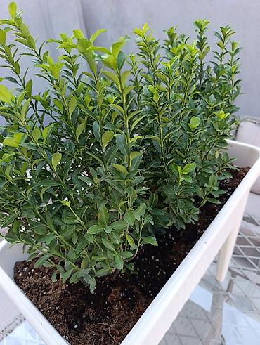 Digər daşınmaz kommersiya əmlakı icarəsi: Bag evlərinə villalara həyət evlərinə, bina evlərinə baglarina -da lalafo.az — 26 Digər daşınmaz kommersiya əmlakı icarəsi: Bag evlərinə villalara həyət evlərinə, bina evlərinə baglarina — 26