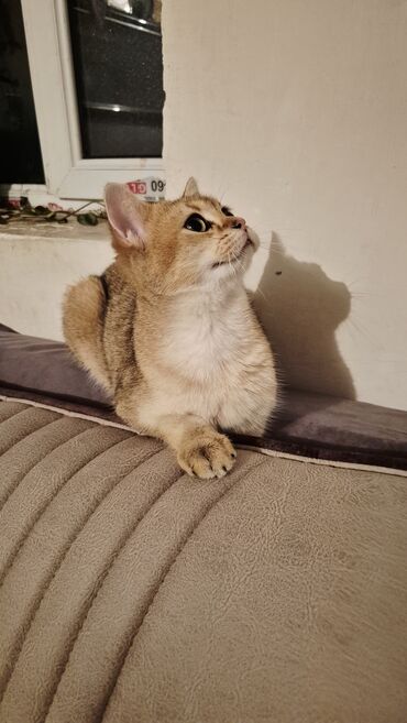 Pişiklər: Qızıl şinşilla, Erkək, Cütləşmə üçün — 2