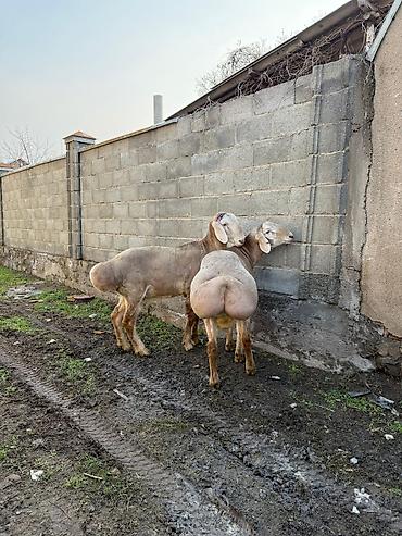 Баран, овца: Продаю | Баран (самец) | Арашан | Для разведения — 1
