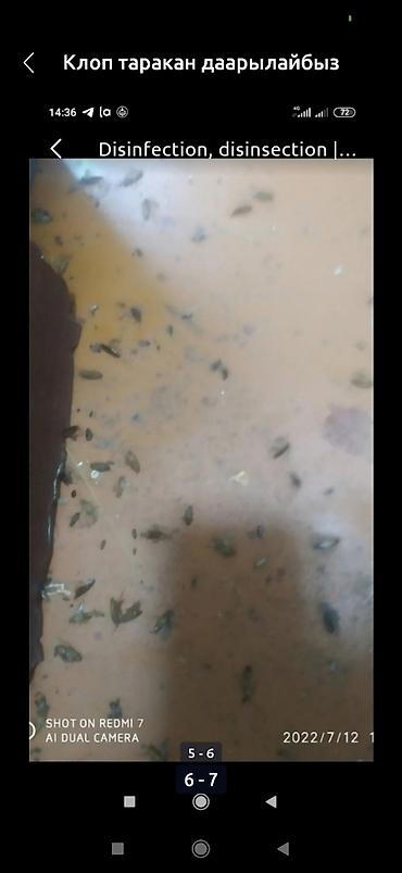 Дезинфекция, дезинсекция: Дезинфекция, дезинсекция, | Клопы, Блохи, Тараканы, | Транспорт, Офисы, Квартиры at lalafo.kg — 4 Дезинфекция, дезинсекция: Дезинфекция, дезинсекция, | Клопы, Блохи, Тараканы, | Транспорт, Офисы, Квартиры — 4