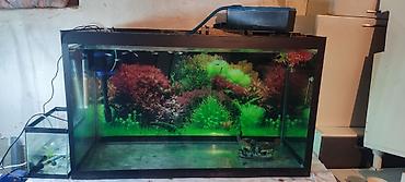 akvarium sifarisi: Salam iki akvarium satilir kicik olan akvarium olculeri uzunu 75 eni — 1