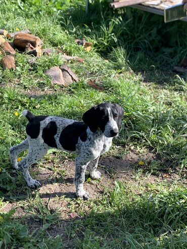 Собаки: Курцхар 7 месяцев 
Послушный