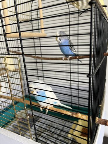 синяя птица: Продаю волнистых попугаев без клетки Девочка и мальчик Находятся в 6
