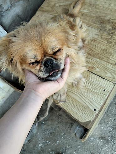 İtlər: Pekines, 3 il, Dişi, Ünvandan götürmə — 2