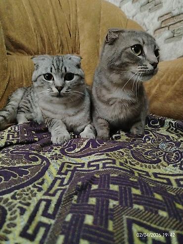 it pisik sekilleri: Şotland, Erkək, Dişi, Ünvandan götürmə — 1