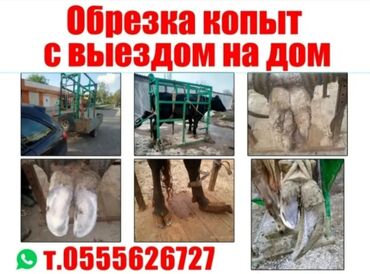 дом гостиничного типа: Обрезка Копыт КРС с выездом на дом