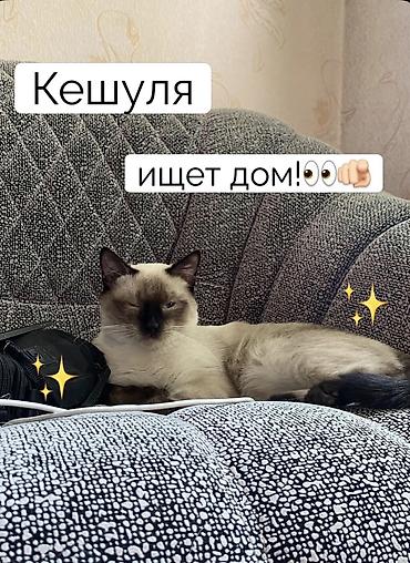 котенок сиамский: Кошка даром: Сиамская, 1 год, Мальчик, Кастрирована, Приучена к лотку, Проглистована — 1