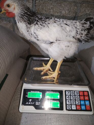 Ticarət tərəziləri: Məhsu:lcolpalar 46 günlükdür. 3 defe vaksin olub. Çəkiləri 700-980 — 3
