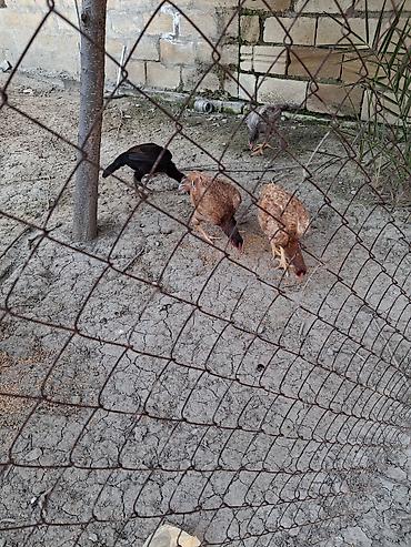 at satisi qiymetleri: Salam soldaki qırmızı ingilis fere satilir 60azn real alicilar narahat — 1
