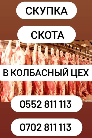 продажа бараны: Куплю | Бараны, овцы, Коровы, быки, Лошади, кони | Любое состояние, Забитый, На забой, на мясо