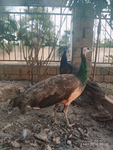 at yalinda satilan evler: Cütü 500 azn satılır .payizla elaqeder quyruqları tokulub .ciddi