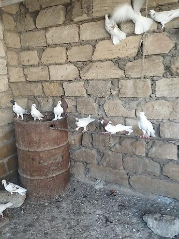 essək səkili: Məhsul: Ev göyərçinləri (bir neçə fərqli rəng və növ) Təsvir: - — 3