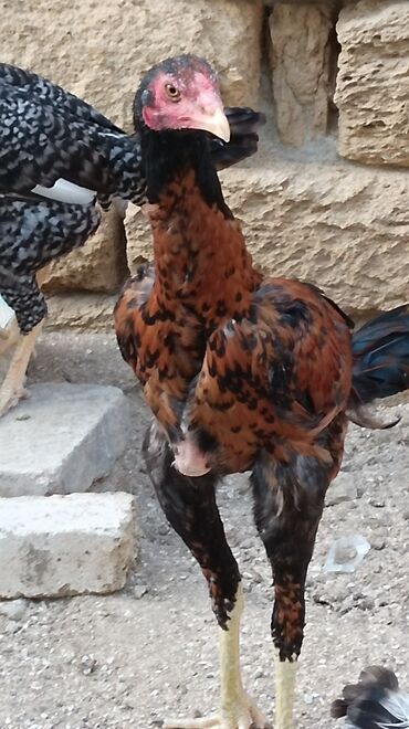 quş tələsi: 2 dene pileymut heyratı bece 8 aylıqdırlar biri 40 manata catırılma