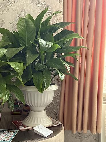 güll: Gül (Spathiphyllum – Sülh çiçəyi) satılır. - Dibində torpaq doludur — 2
