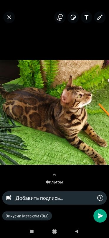 Продажа кошек: Друзья !! в проф питомнике Бен Гла Мур новые детки .Бенгальские котята — 9