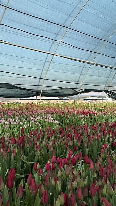 Букеты из живых цветов: Тюльпаны — предзаказ - Срезанные тюльпаны из теплицы, аккуратные at lalafo.kg — 24 Букеты из живых цветов: Тюльпаны — предзаказ - Срезанные тюльпаны из теплицы, аккуратные — 24