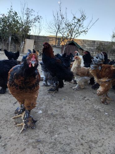 маленькие собаки в баку: Təmiz qan bramalar 6-11 aya qədər var ünvan Kürdəxanı 25-50 man