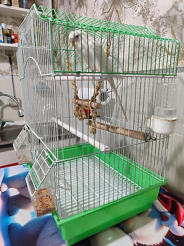 Зоотовары: Клетка и волнистый попугай белого цвета (самка),спокойный не шумитне — 2