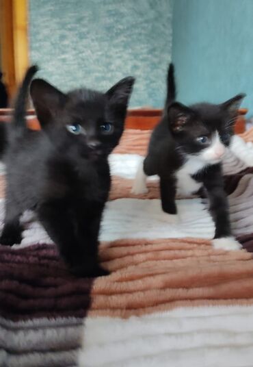 Pişiklər: Erkək, Yaxşı əllərə — 8