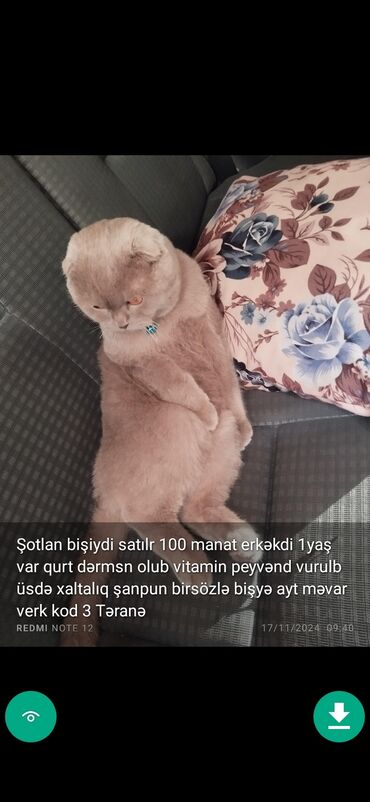 Pişiklər: Erkək, Ünvandan götürmə — 12