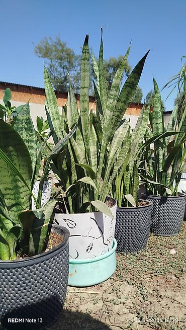 молочай: Комнатные растения в декоративных горшках 1) Молочай Милла (Euphorbia — 2