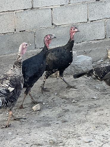 Птицы: Самки и самцы — 1