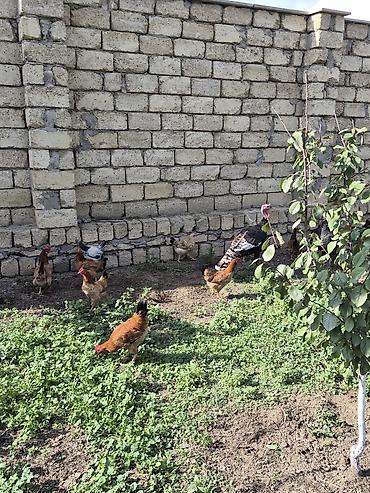 çolpalar: Ümumi 30 dənə heyvandı.İçində yumurtayan cavan fərələr var.qalanı — 3