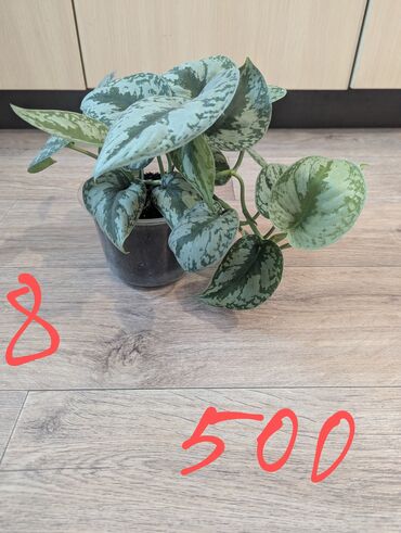 Другие комнатные растения: Комнатные растения, разных видов, филодендрон, хоя, эпипренум, фикус и — 11