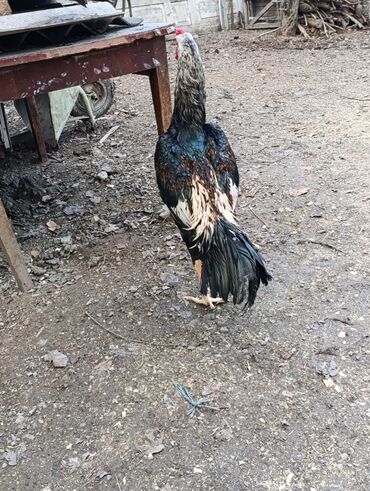 Toyuqlar: Toyuq, Damazlıq, Ödənişli çatdırılma — 11