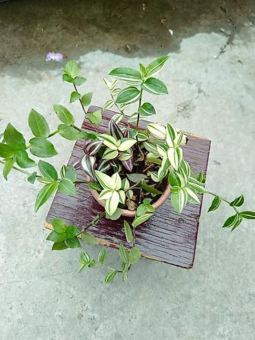цветы фикусы: Tradescantia (традесканция) в горшке — микс из нескольких сортов — 3