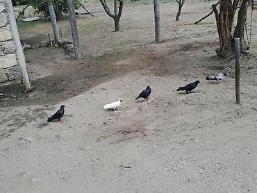 eşşək qiyməti: Hami bahali quslardi hamisini baha almisam sadece baska yere gedirem — 6