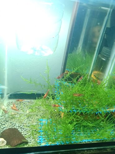 akvarium bitkiləri: Qirmizi krevetqalar satilir!!bir ədədi 1.50 !!! qarni kuruludu yetkin