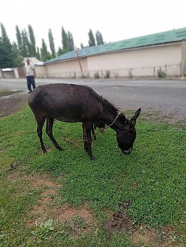 голуби птицы животный: Ослы (пара: взрослая особь + молодой). Описание: - Окрас — 6
