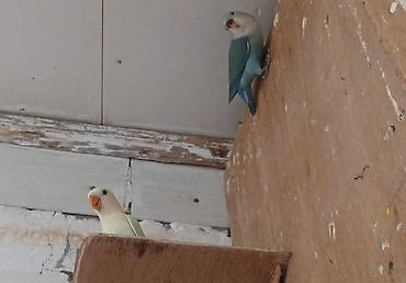 Quşlar: Sevgiquşları (Lovebird) – müxtəlif rəng kombinasiyaları - Növlər — 2