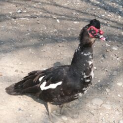 Ördəklər: Ördəklər — 3