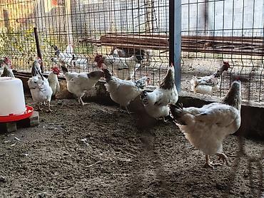 куры адлерский: Продаю | Куры | Для разведения — 5