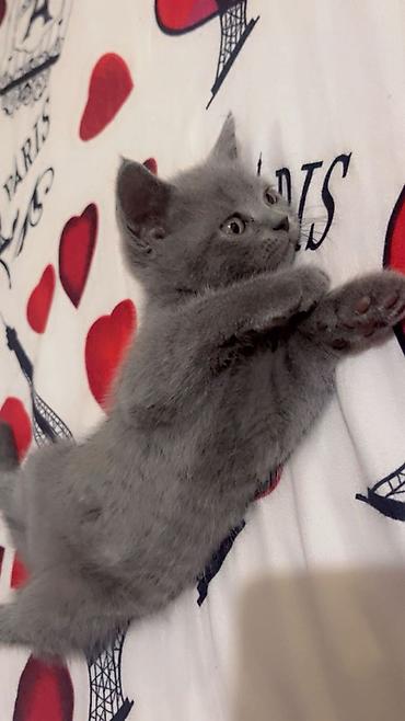 scottish fold satilir: Şotland yastı qulaq — 5