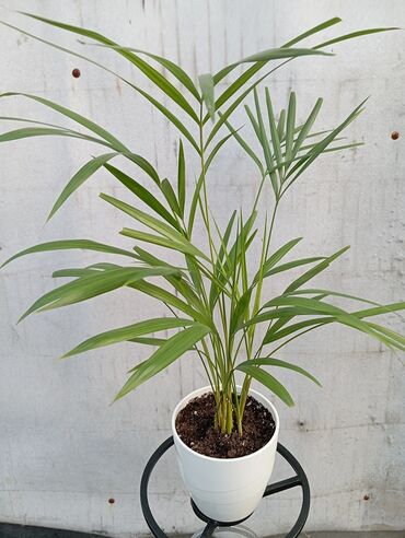 Другие комнатные растения: Арека - 700 сом Пеперомия и солейролия - 400 сом. Кливия (4 корня) и