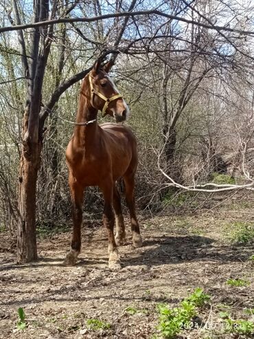 породистые лошади в кыргызстане: Продаю | Конь (самец) | Для разведения | Племенные