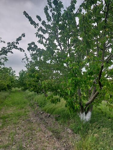 Ağaclar: 2 hektar 79 sot Məhsul: Gilas bağı Xaçmaz Rahimoba yolunda Asvaltdan — 1