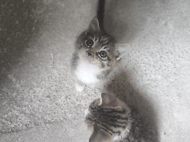 ağ pişik: Tabbi, Yaxşı əllərə — 1