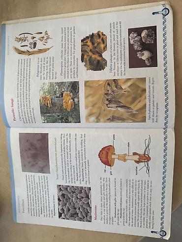 Книги и журналы: Məhsul: Biology I – 7-8 Seriya: Biology Series Nəşr: hazırlanmış dərs — 5