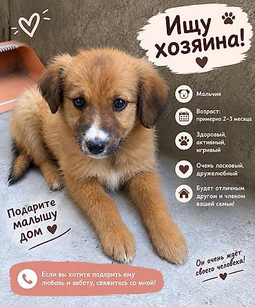 собаки шпицы цена: Даром Щенок смешанной породы - Возраст: примерно 2–3 месяца - Окрас — 2