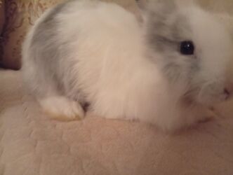 Gəmiricilər: Korlik dovsan. 3 aylıqdı. korpeliyinen bizledi. sadece qizim mektebli