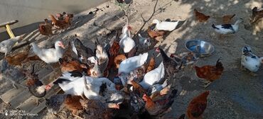 sabunçu quş bazarı: Heyetde yetişdirilmiş müxtəlif cins toyuqlar və ördəklər təklif