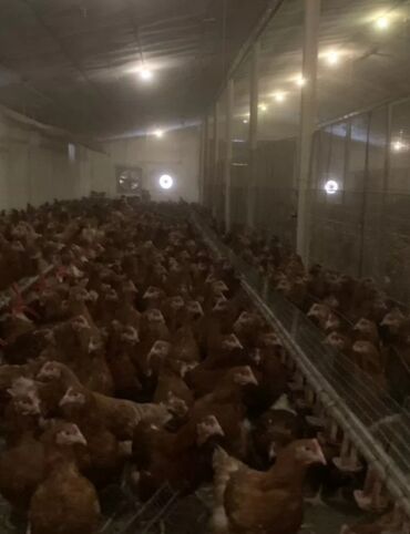 broiler toyuq satisi: Toyuq, Yumurtalıq, Rayonlara çatdırılma, Pulsuz çatdırılma