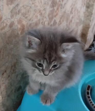 игрушки для котят: Котята домашние, пушистые, с разной окраской: - дымчато-серый с мягким — 1