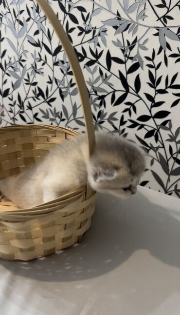 Pişiklər: Şinşilla, Dişi, Erkək, Ünvandan götürmə, Ödənişli çatdırılma — 9